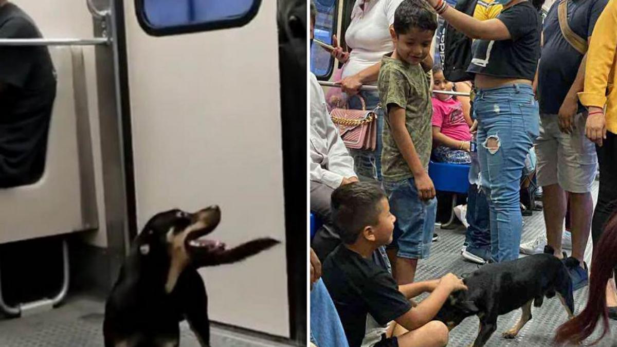 Vidéo: Un chien perdu est monté dans le train et a reçu des caresses des passagers