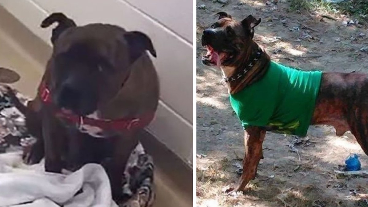 Vidéo: Un chien qui pleurait après avoir été ramené au chenil a trouvé une famille, voici comment son visage s'est transformé
