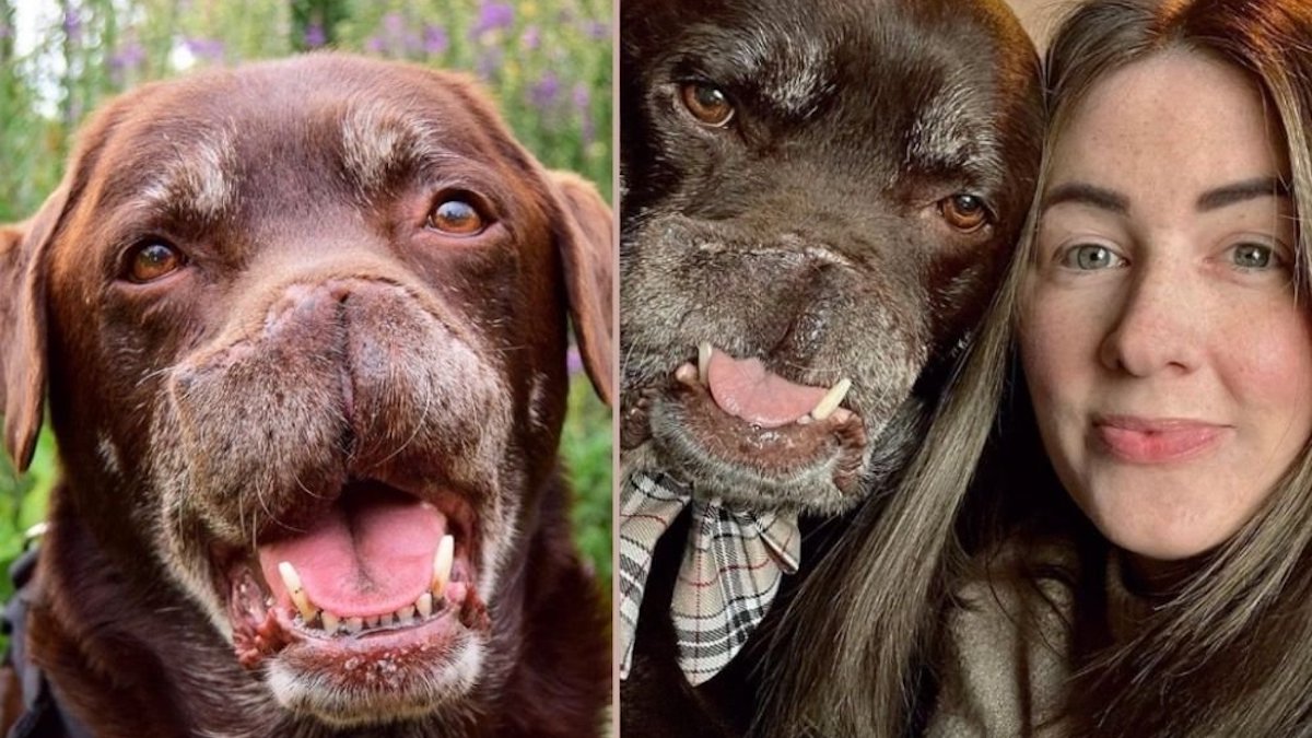 Vidéo: Un chien se rétablit après avoir souffert d'un cancer et perdu son nez, voici à quoi il ressemble maintenant
