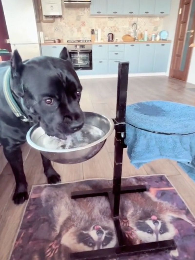 Vidéo: Un chien s’essuie le nez chaque fois qu’il boit de l’eau et a été applaudi pour sa politesse 22 nez