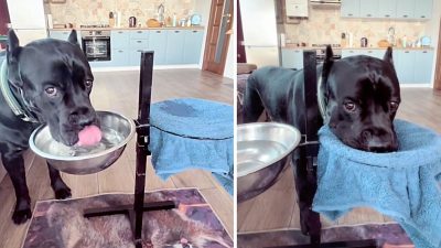 Vidéo: Un chien s'essuie le nez chaque fois qu'il boit de l'eau et a été applaudi pour sa politesse