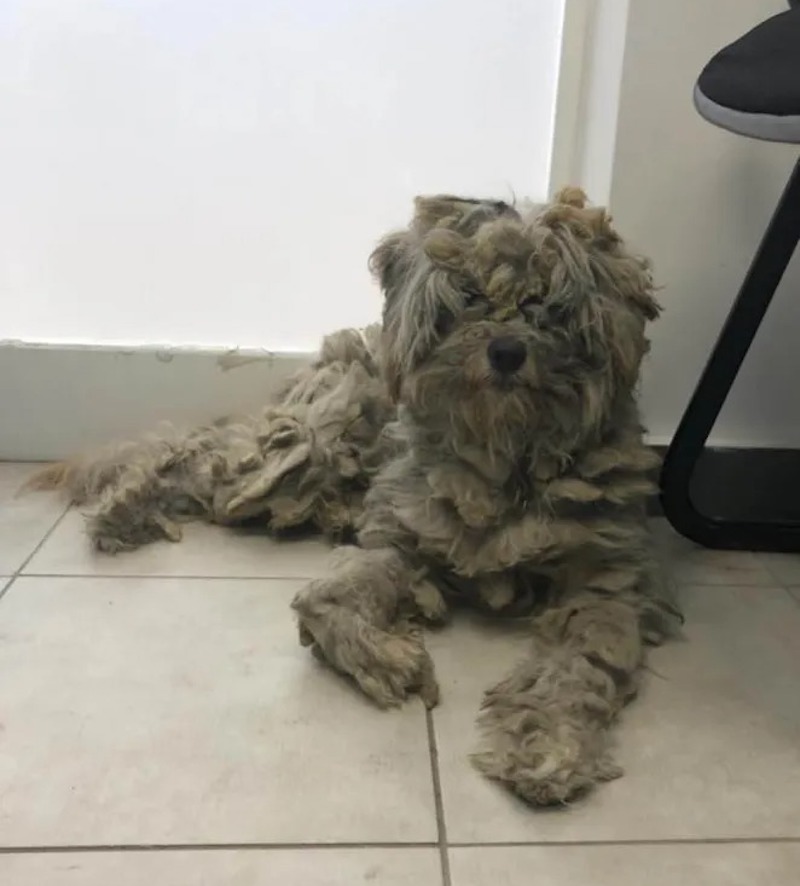 Vidéo: Un chien s’est caché dans un four en pierre pour se protéger des feux de forêt 25 feu