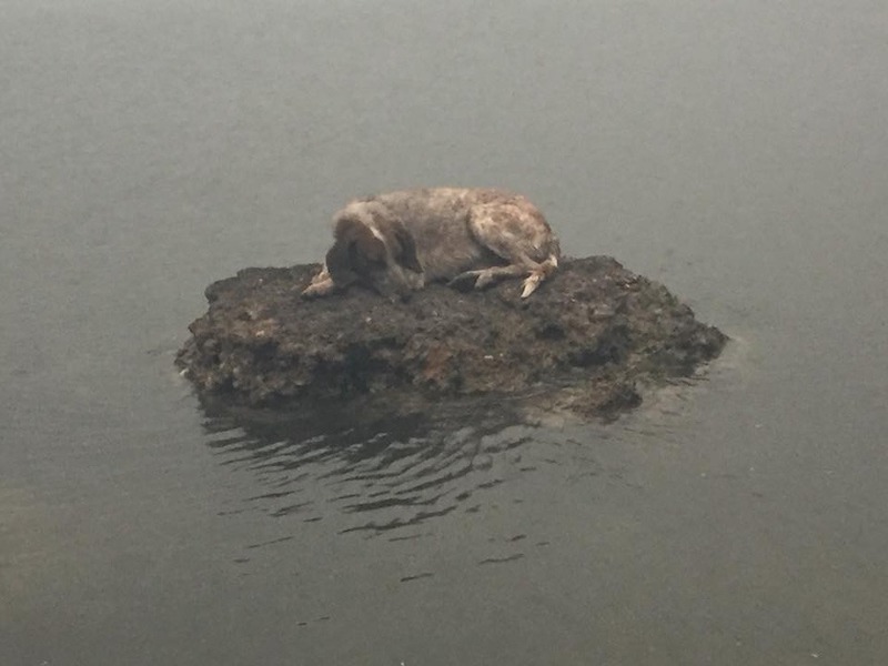 Vidéo: Un chien s’est caché dans un four en pierre pour se protéger des feux de forêt 26 chien