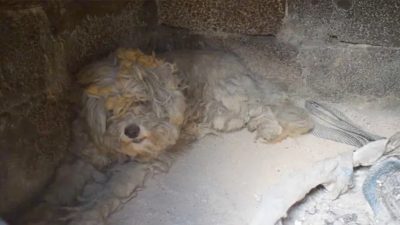 Vidéo: Un chien s'est caché dans un four en pierre pour se protéger des feux de forêt