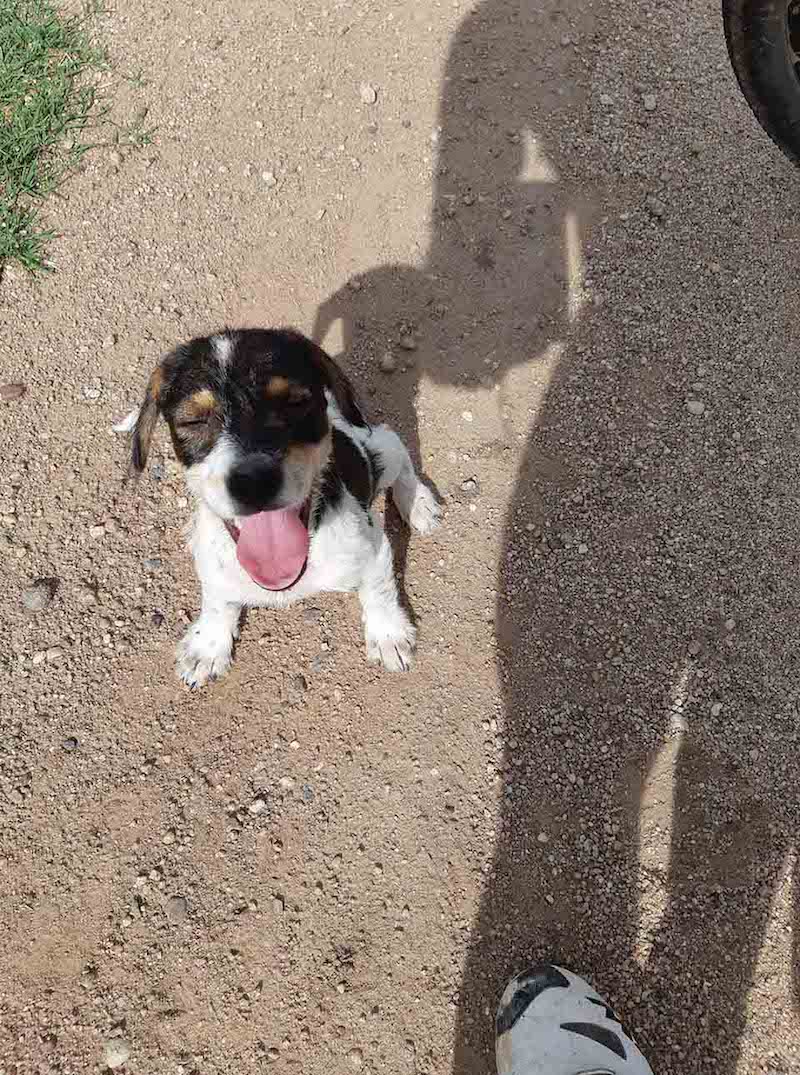 Vidéo: Un cycliste trouve un chiot sans défense abandonné sur une route isolée 36 svg%3E