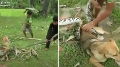 Vidéo: Un groupe d'enfants courageux a sauvé un chien de l'étouffement par un serpent