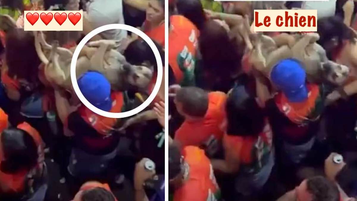 Vidéo: Un homme a porté son chien blessé à travers la foule pour éviter qu’il ne se fasse piétiner