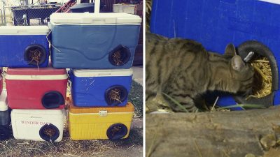 Vidéo: Un homme fabrique des abris d'hiver pour les chats errants à partir de réfrigérateurs mis au rebut
