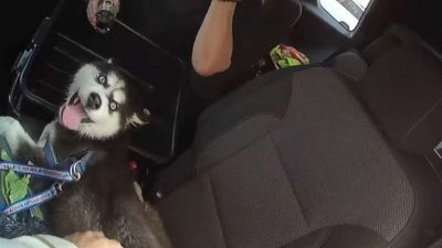 Vidéo: Un Husky a été secouru après avoir été laissé dans une voiture avec la bouche ligotée, il ne pouvait pas respirer