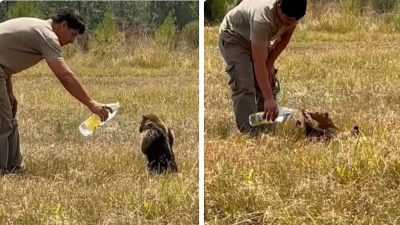 Vidéo: Un jeune homme donne à boire à un fourmilier qui s'est enfui de la forêt en feu