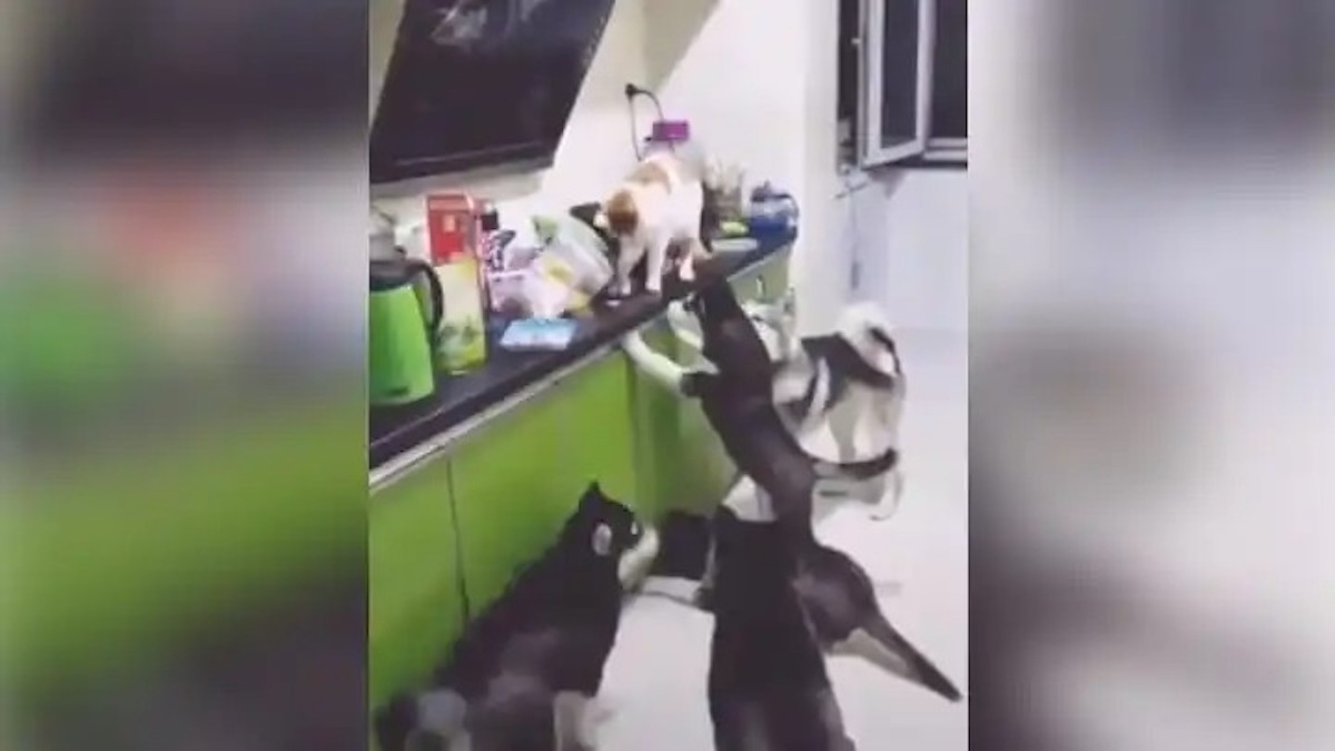 Vidéo: Un jeune homme rentre chez lui et découvre que son chat distribue la nourriture qu'il a achetée à ses chiens