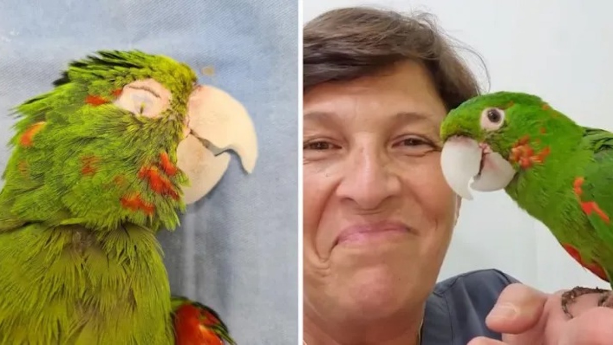 Vidéo: Un perroquet secouru est très heureux de recevoir une nouvelle prothèse de bec