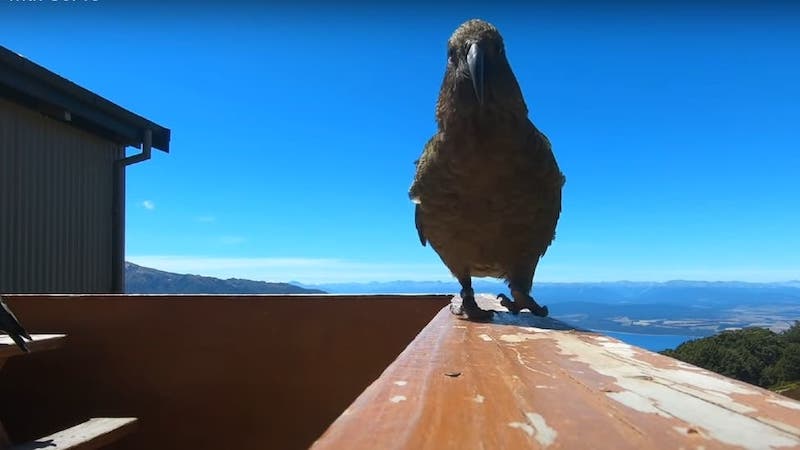 Vidéo: Un perroquet s’enfuit avec une caméra GoPro et enregistre son vol majestueux 20 svg%3E