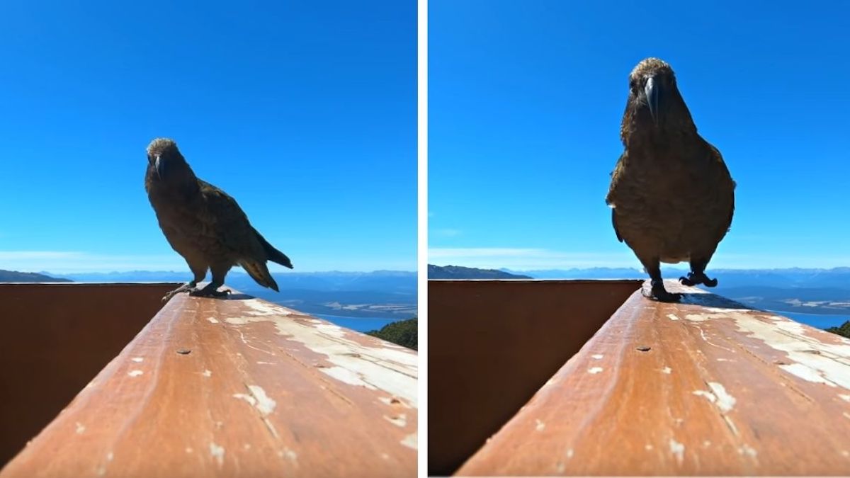 Vidéo: Un perroquet s'enfuit avec une caméra GoPro et enregistre son vol majestueux