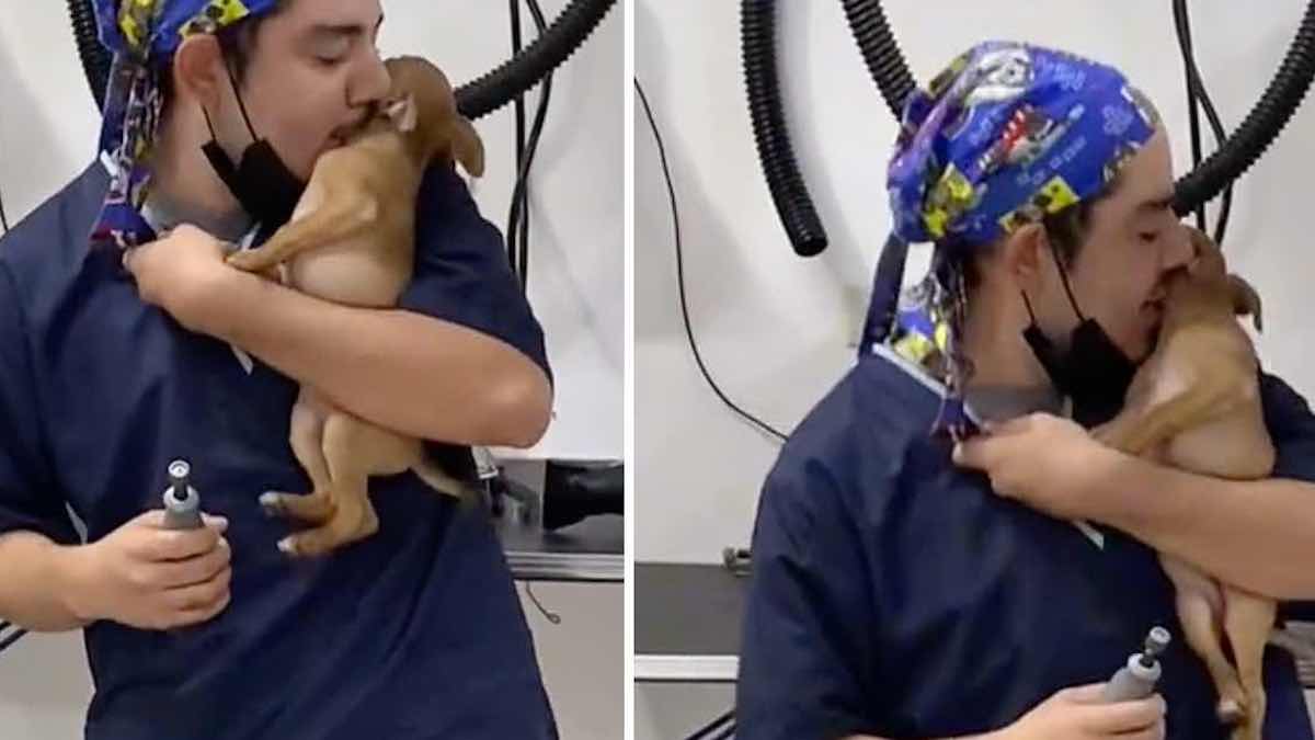 Vidéo: Un vétérinaire surpris en train de danser avec un chien malade pour le calmer : "C'est ce qu'ils font quand on les quitte"