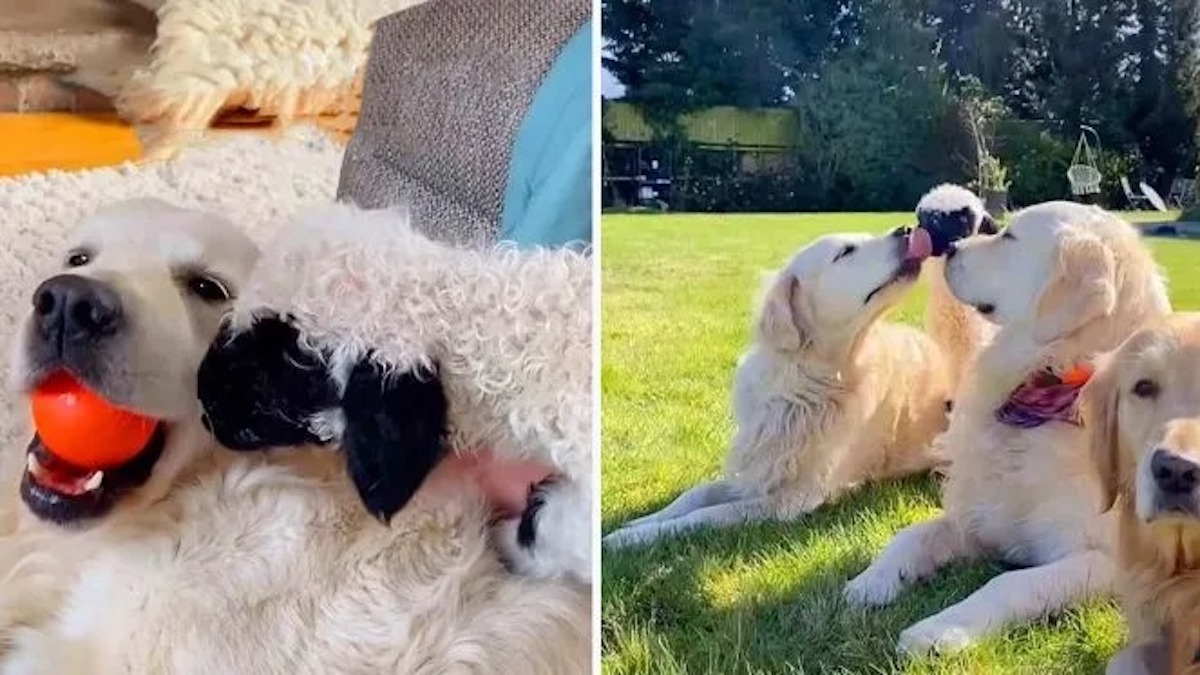 Vidéo: Une chienne adopte un petit agneau après avoir été rejeté par sa mère