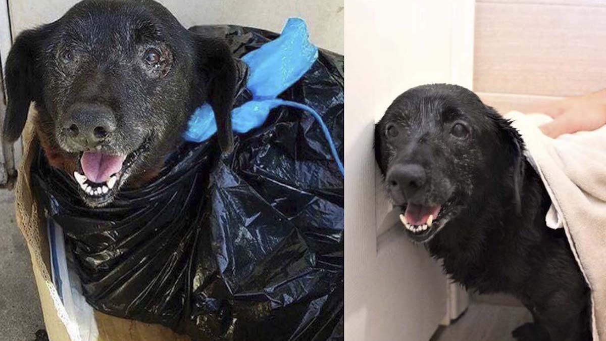 Vidéo: Une chienne âgée obtient une nouvelle chance après avoir été abandonnée enveloppée dans un sac poubelle.