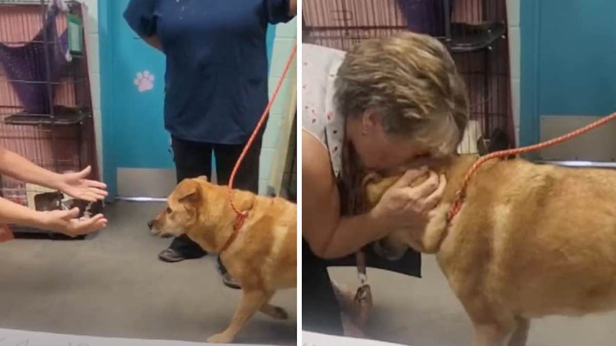 Vidéo: Une chienne âgée retrouve les bras de son maître après s'être perdue : "Une fin vraiment heureuse"