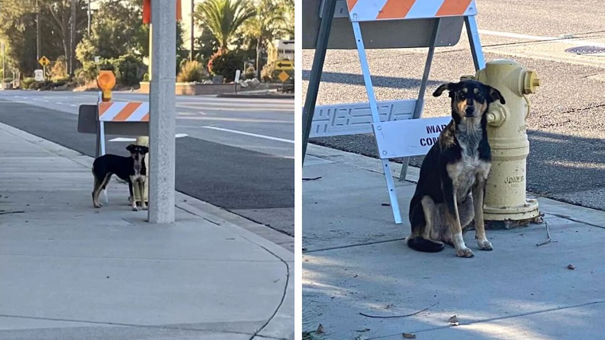 Vidéo: Une chienne livrée à elle-même attend au même endroit que sa famille revienne la chercher