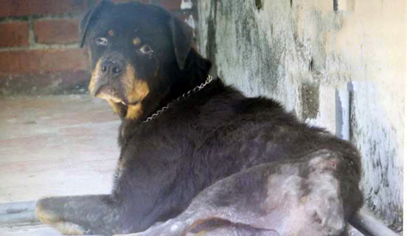 Une chienne, malade et mal nourrie, a vécu 7 ans sur un toit où elle a été nourrie avec du pain rassis 31 Candela