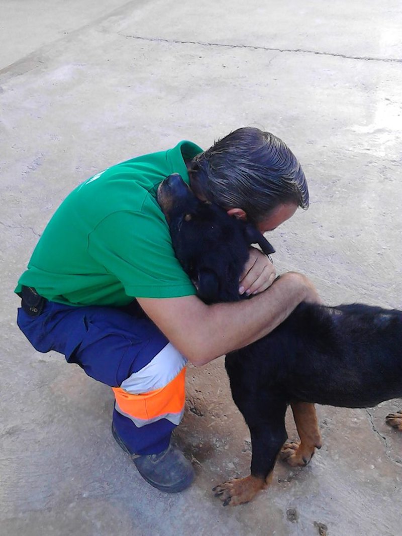 Une chienne, malade et mal nourrie, a vécu 7 ans sur un toit où elle a été nourrie avec du pain rassis 32 chienne