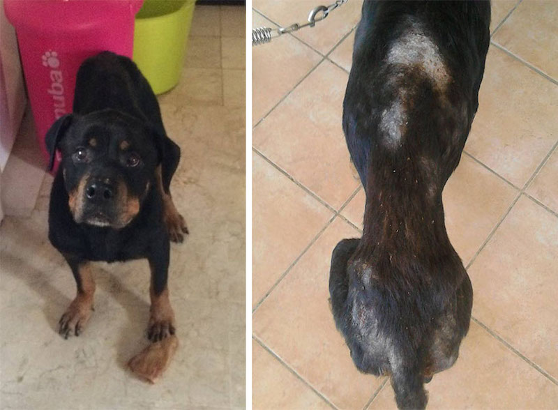 Une chienne, malade et mal nourrie, a vécu 7 ans sur un toit où elle a été nourrie avec du pain rassis 30 chienne