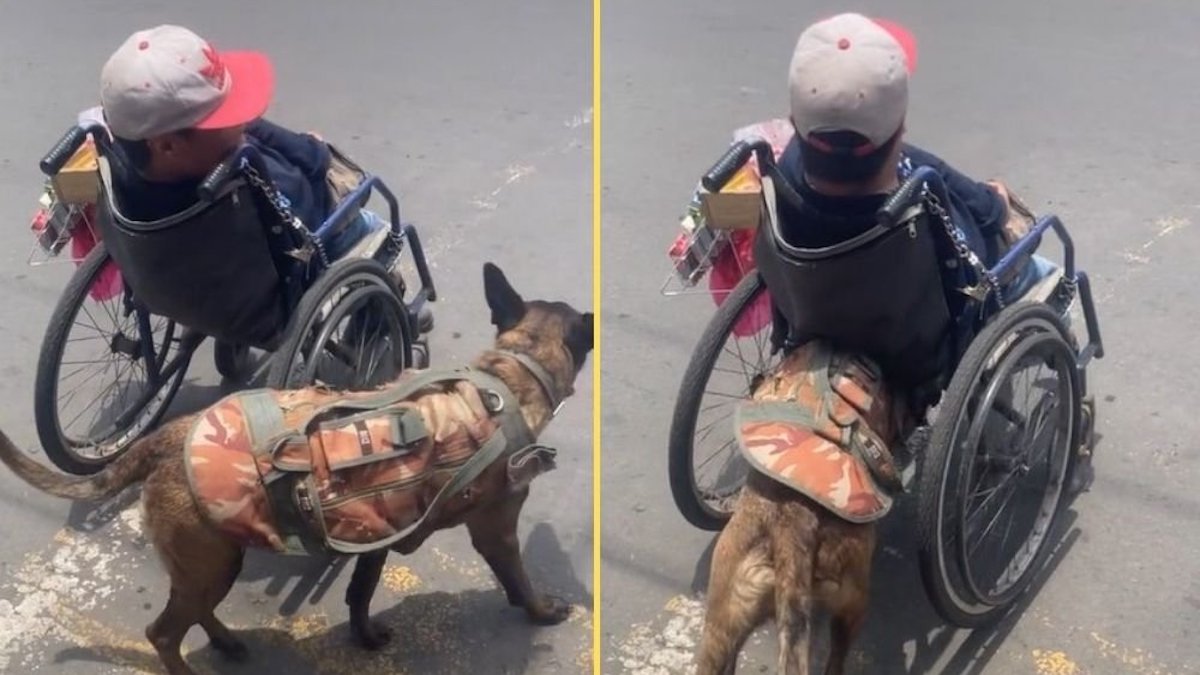 Vidéo: Une chienne marche avec son maître en fauteuil roulant et l'aide à traverser la voie