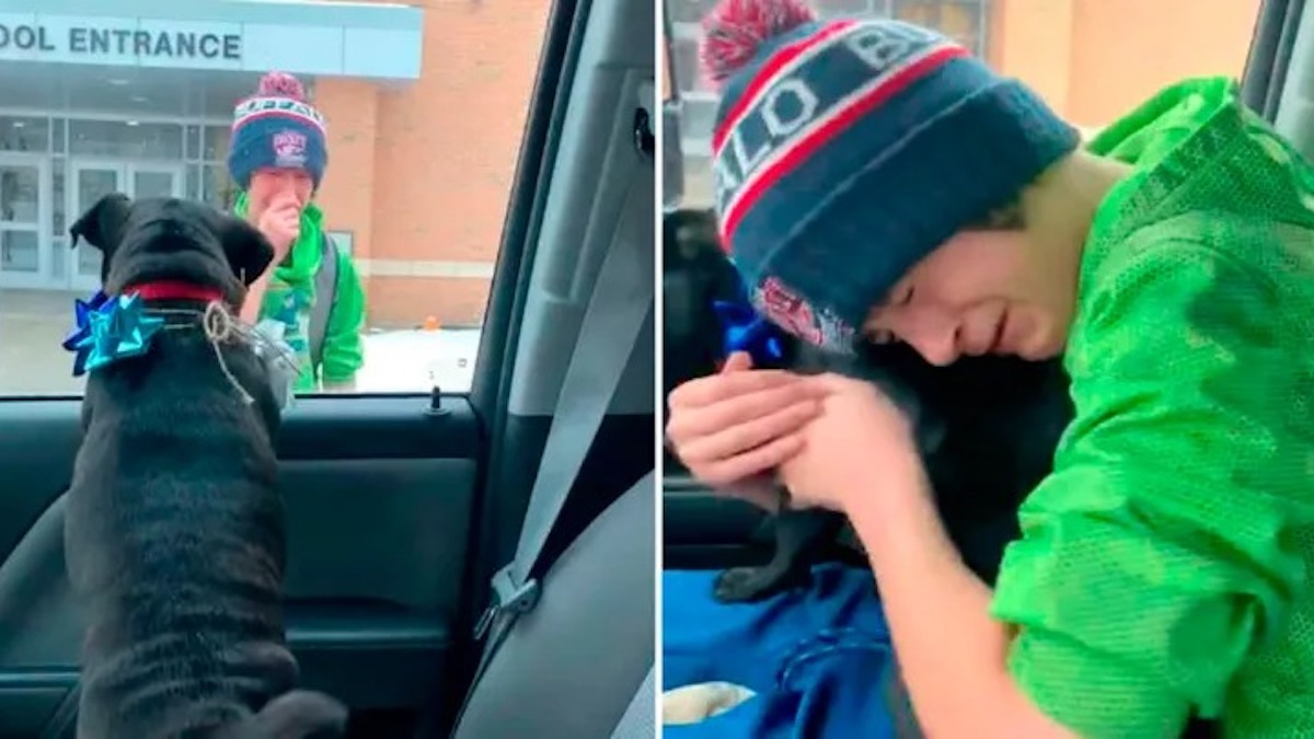 Vidéo: Une famille aimante surprend un enfant à l'école avec son chien disparu
