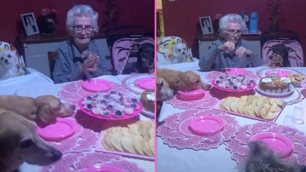 Vidéo: Une femme de 89 ans a fêté son anniversaire avec ses chiens : ses fidèles compagnons