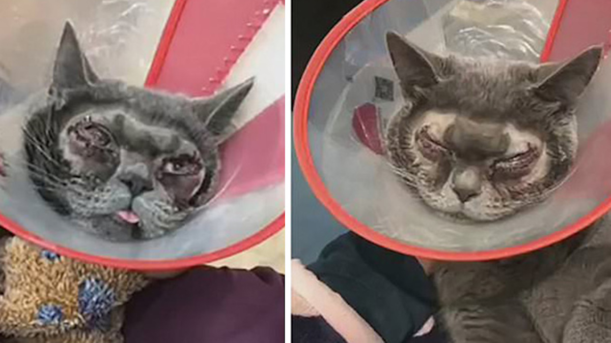 Vidéo: Une femme dépense plus de 1 000 $ en chirurgie plastique pour son chat parce qu'elle le trouve "trop laid"