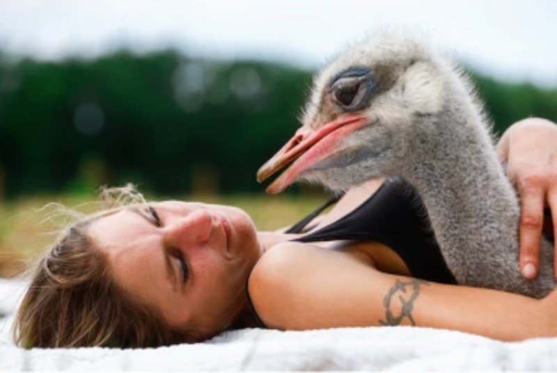 Vidéo: Une femme qui aime les autruches a créé une ferme pour les sauver et les câliner, elles sont ses animaux de compagnie 34 autruches