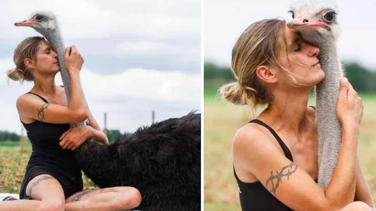 Vidéo: Une femme qui aime les autruches a créé une ferme pour les sauver et les câliner, elles sont ses animaux de compagnie
