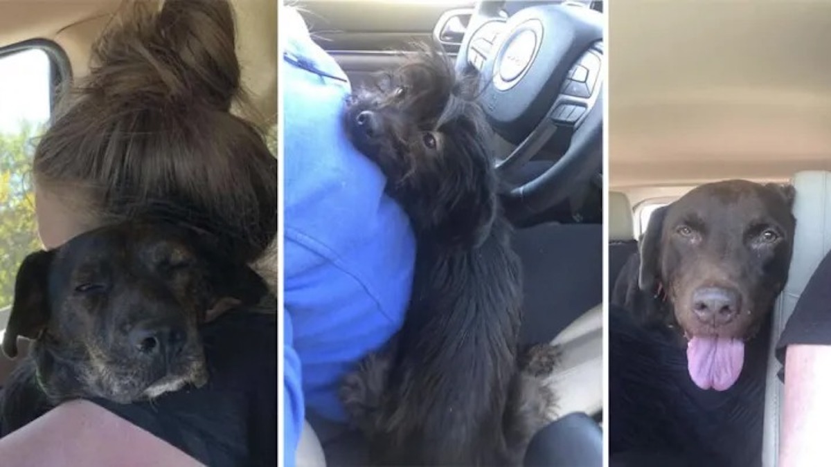 Vidéo: Une femme va adopter un chien dans un refuge et finit par en adopter trois