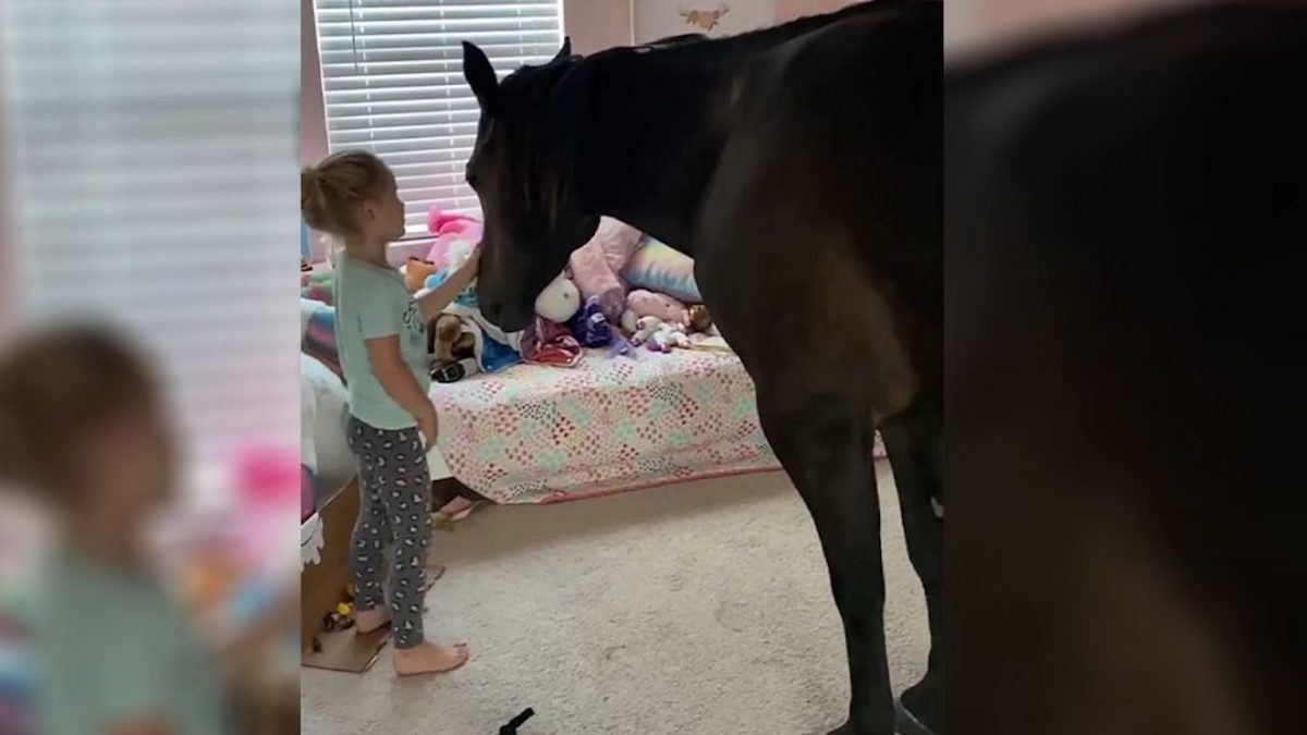 Vidéo: Une fille aime tellement les chevaux qu'elle les fait entrer en cachette dans sa chambre