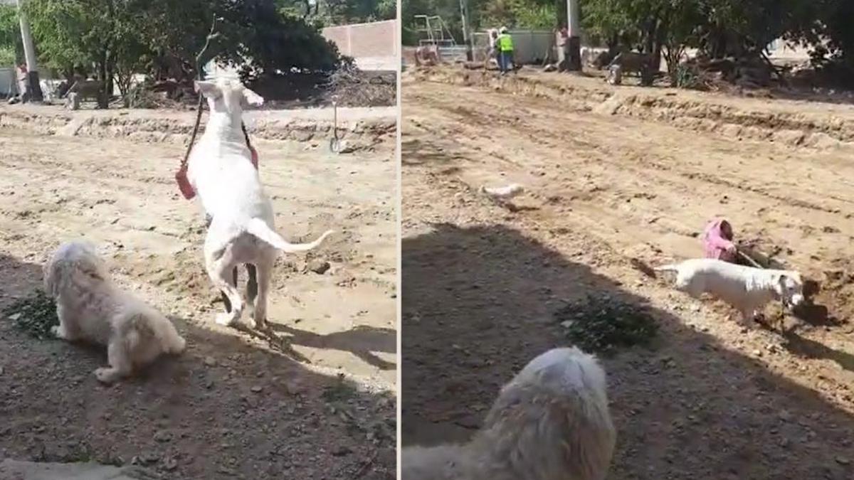 Vidéo virale : La maîtresse d'un chien fait semblant de frapper son chien pour faire réagir son frère, mais cela se retourne contre elle