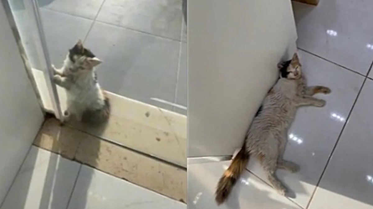 Vidéo virale : un chat errant gratte la porte d'un magasin pour se protéger de la canicule