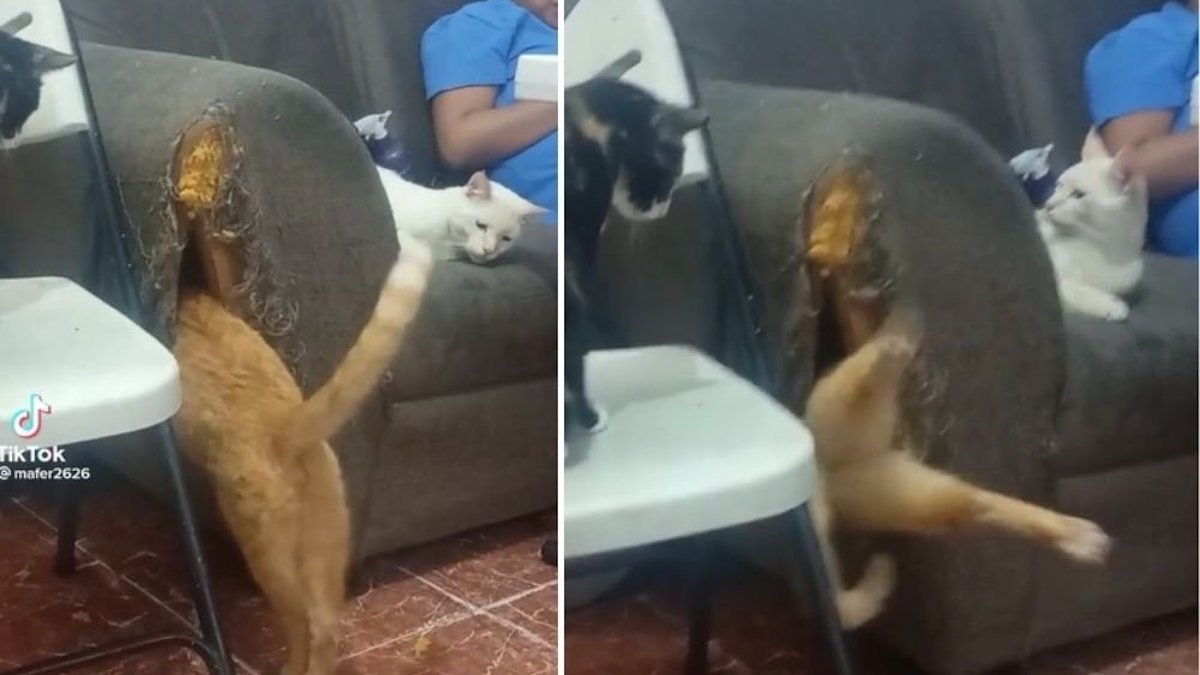 Vidéo virale : un chat fait un trou dans un meuble et l'utilise comme cachette