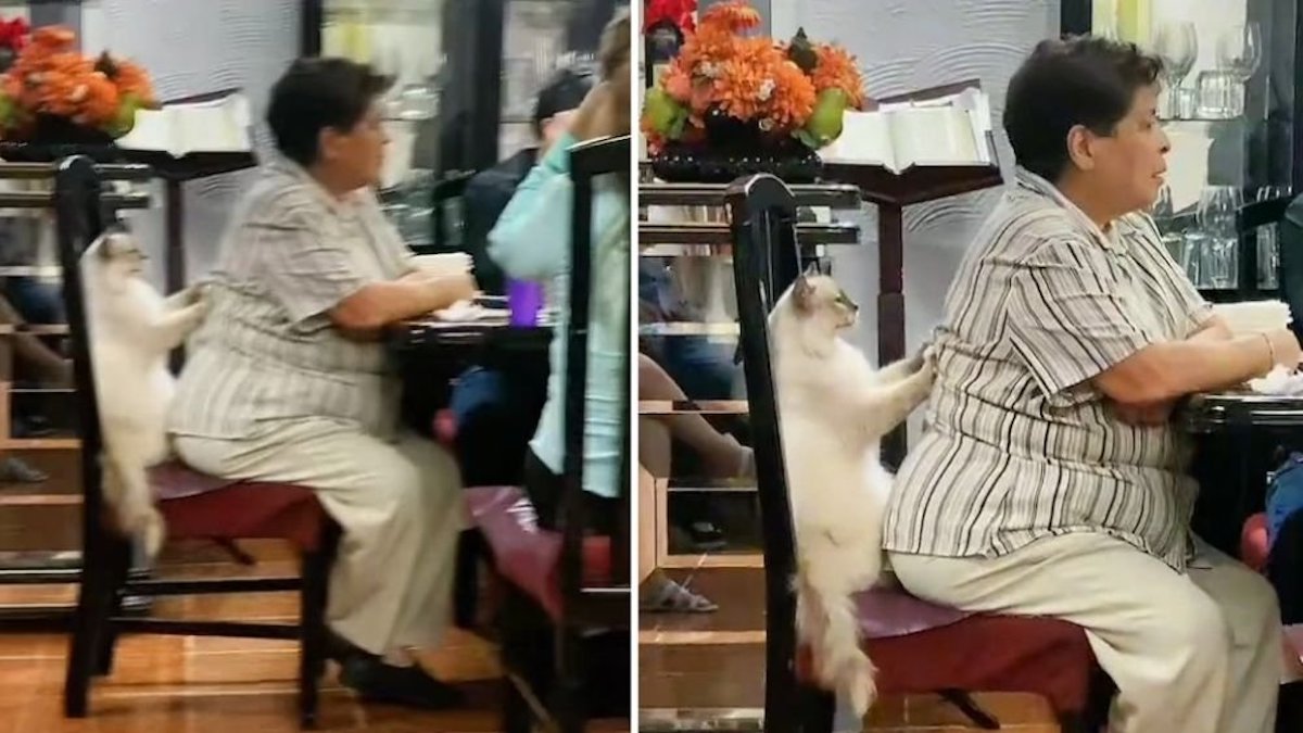 Vidéo virale : un chat masse son propriétaire âgé en pleine réunion de famille