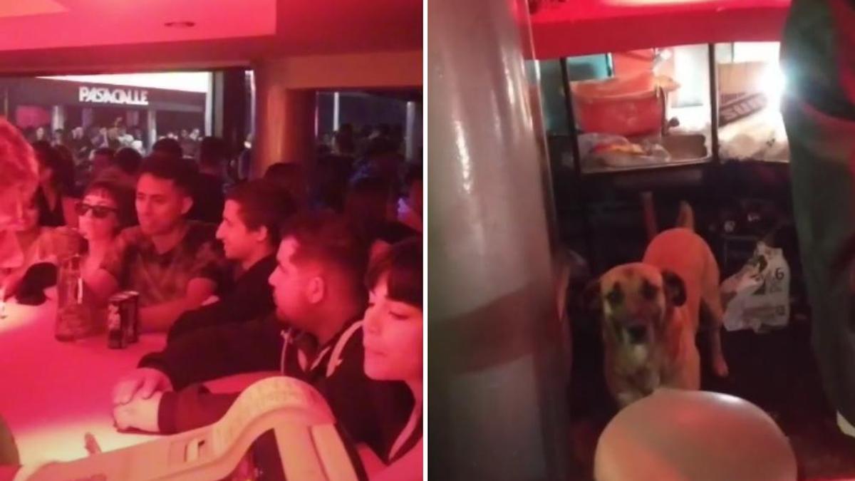 Vidéo virale : un chien accompagne son maître au travail à la discothèque et l'aide
