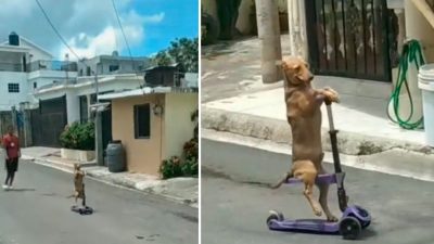 Vidéo virale : un chien accompagne son maître sur un scooter et sa réaction bouleverse les internautes