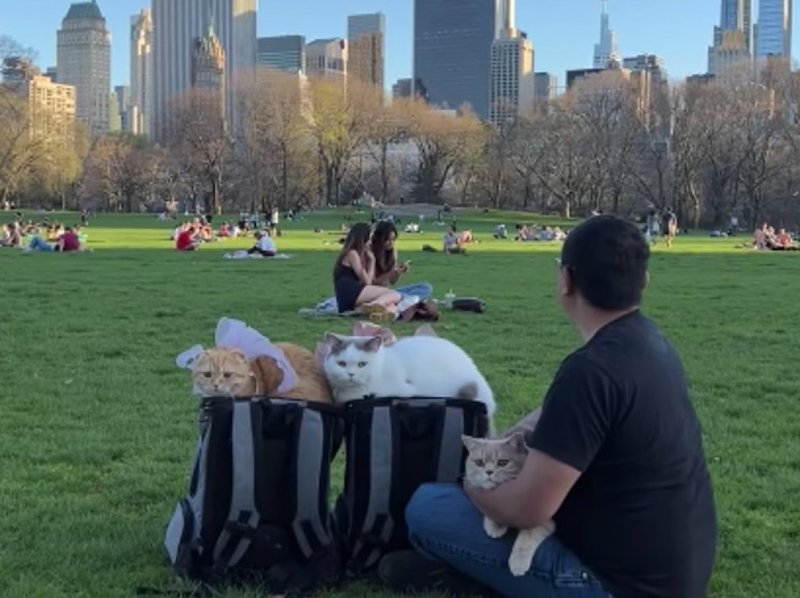 Vidéo virale : Un homme parcourt le monde avec ses trois chats 10 chats