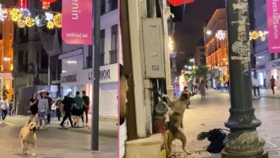 Vidéo virale : une chienne errante qui s'ennuie joue avec un ballon et illumine la journée de tout le monde