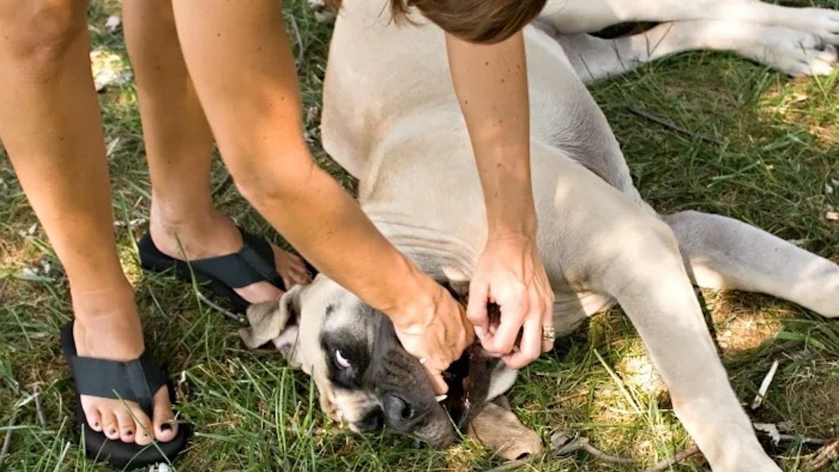 Voici Ce Qu Il Faut Faire Si Votre Chien Ou Votre Chat S Etouffe Avec Sa Nourriture Sanimemoirs