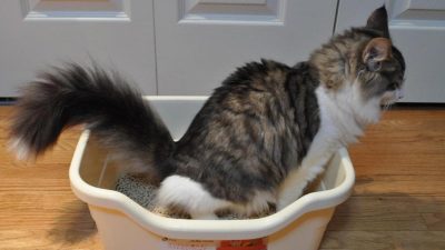 Voici comment nettoyer la litière du chat pour éviter les mauvaises odeurs et les autres utilisations de celle-ci