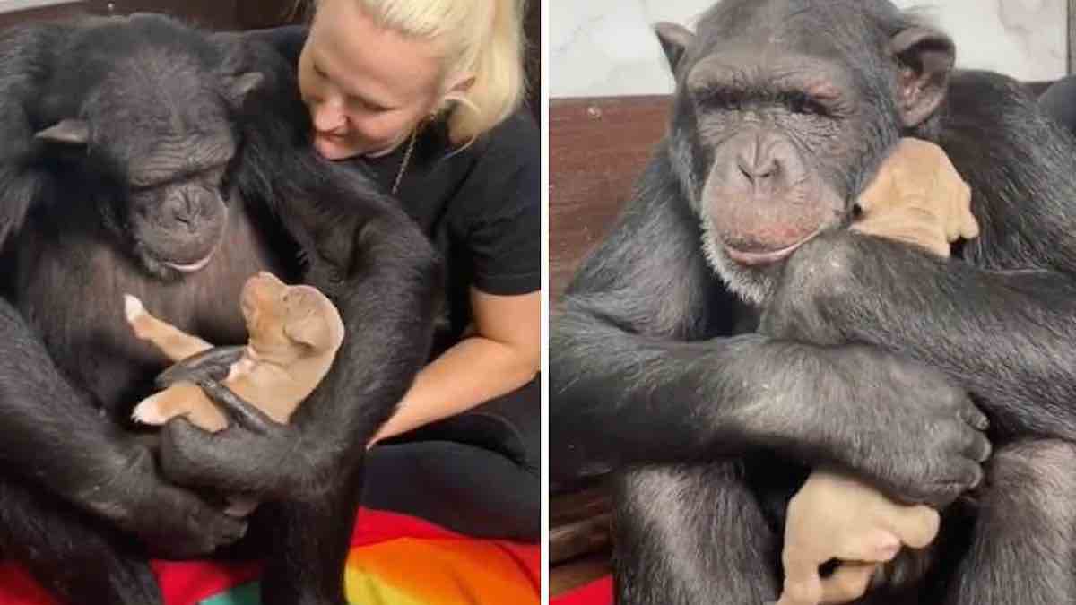 Belle vidéo : Un chimpanzé a rencontré un chiot, l'a serré dans ses bras et l'