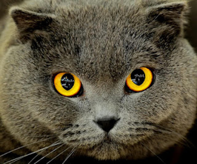 Chat Decouvrez La Signification Des Expressions De Leurs Yeux