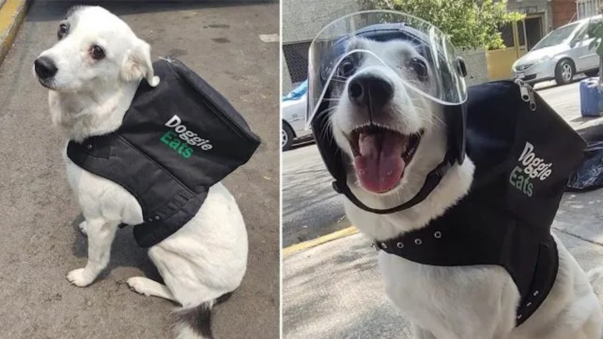 Cette charmante chienne travaille comme livreuse et collecte des fonds pour 160 autres animaux de refuge