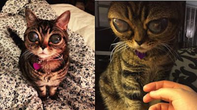 Découvrez l'incroyable histoire de Matilda, la chatte aux yeux d'extraterrestre