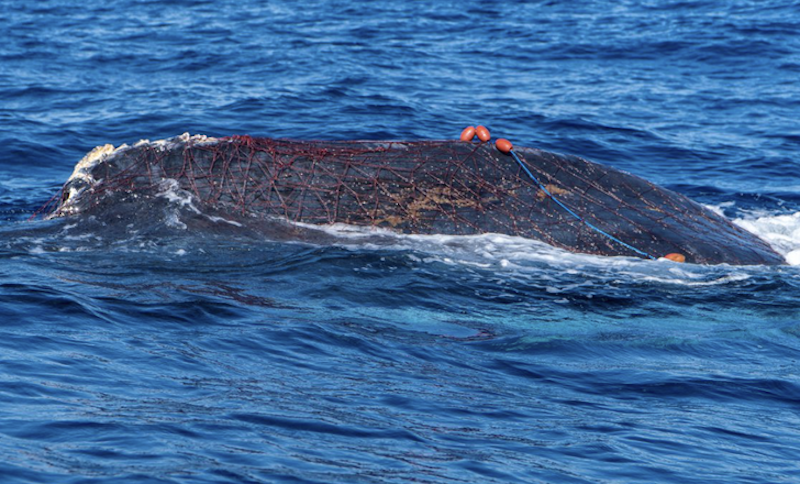 baleine