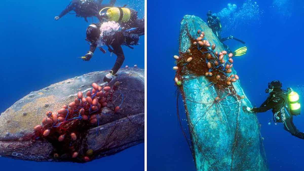 Des plongeurs ont risqué leur vie pour sauver une énorme baleine prise dans un filet de pêche